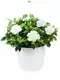 Gardenia Jasminoides White Bonsai Tray - Pure & High Quality Live Indoor Plant 1