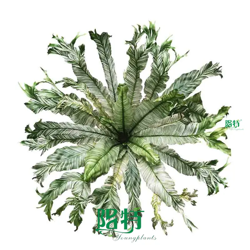 Variegated Bird's Nest Fern: Elegant White & Green Stripes 1