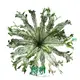 Variegated Bird's Nest Fern: Elegant White & Green Stripes 1