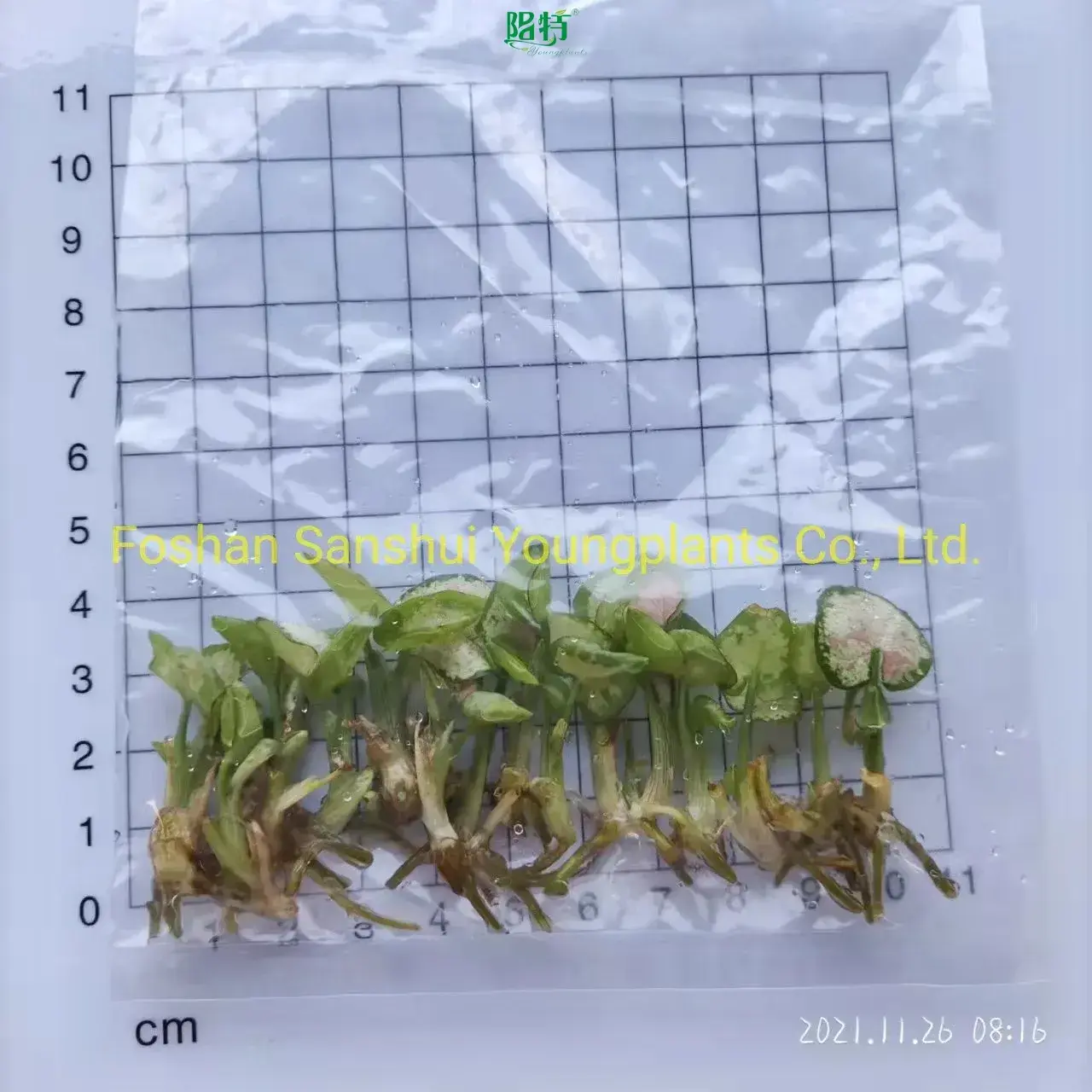 Arrowhead Plant - Guaranteed Quality Young Ornamental 1
