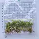 Arrowhead Plant - Guaranteed Quality Young Ornamental 1