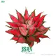 Narrow Leaf Aglaonema 'Red Sword' - Care Support & Certification 1