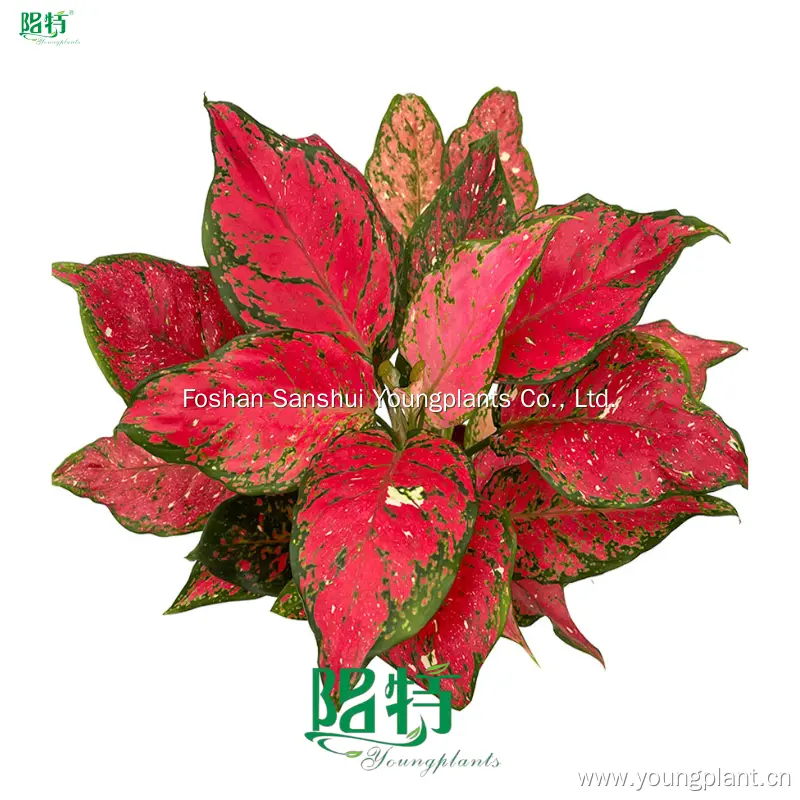 Red Mushroom Aglaonema: White Spot Variation, Easy Care 1