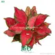 Red Mushroom Aglaonema: White Spot Variation, Easy Care 1