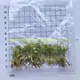 Certified Quality Syngonium Dazzle Color Young Plant 1