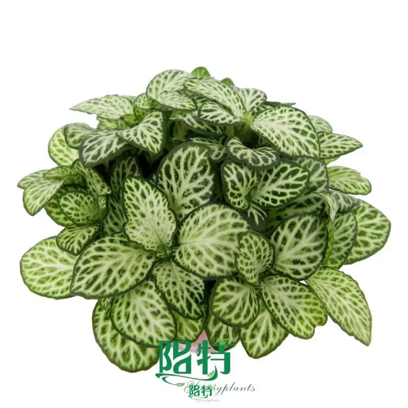 Fittonia albivenis 'White Anne' - Captivating Houseplant with White Veining 1