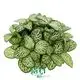 Fittonia albivenis 'White Anne' - Captivating Houseplant with White Veining 1