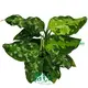Aglaonema Pictum Tricolor 'Brumanica' Andaman - Red Foliage 1