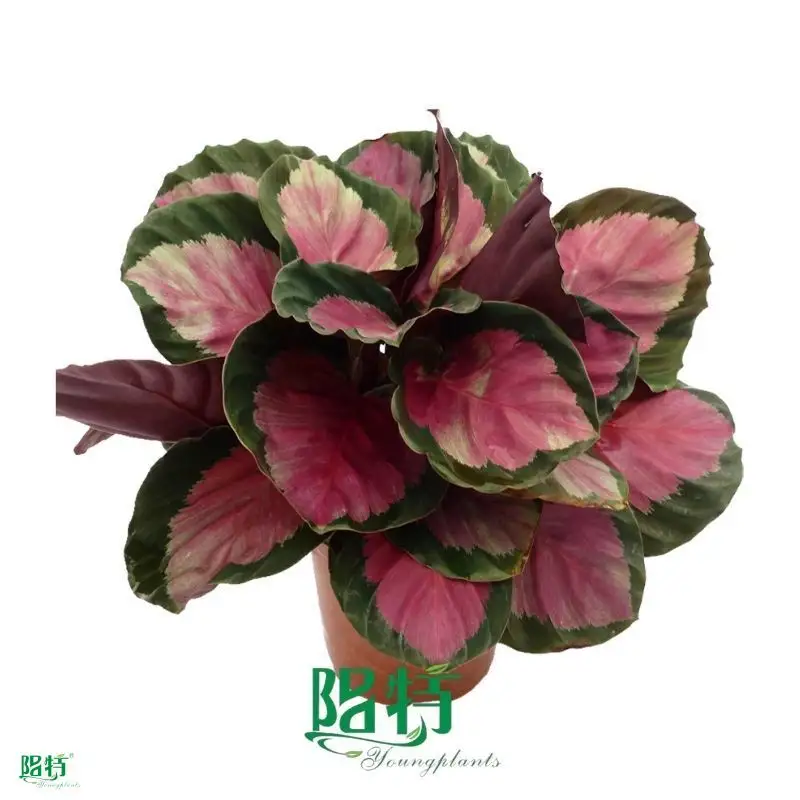 Calathea Tissue Culture Plants - Wholesale Import 1