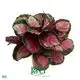 Calathea Tissue Culture Plants - Wholesale Import 1