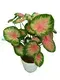 Premium Caladium Lindenii Tray Plug: Tech Innovation for Plant Cultivation 1
