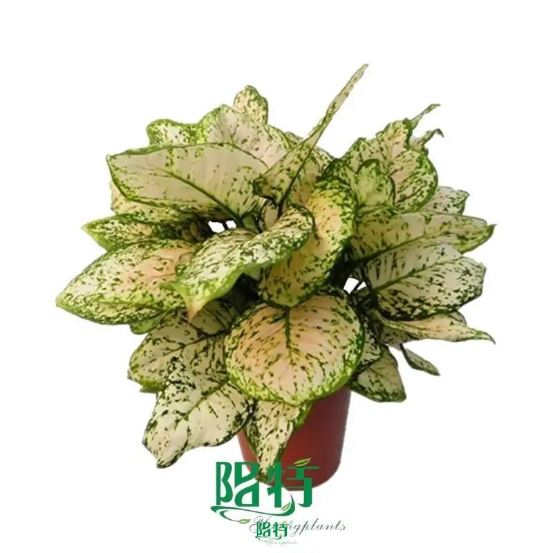Colorful Aglaonema Plants for Indoor Spaces 1