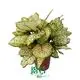 Colorful Aglaonema Plants for Indoor Spaces 1