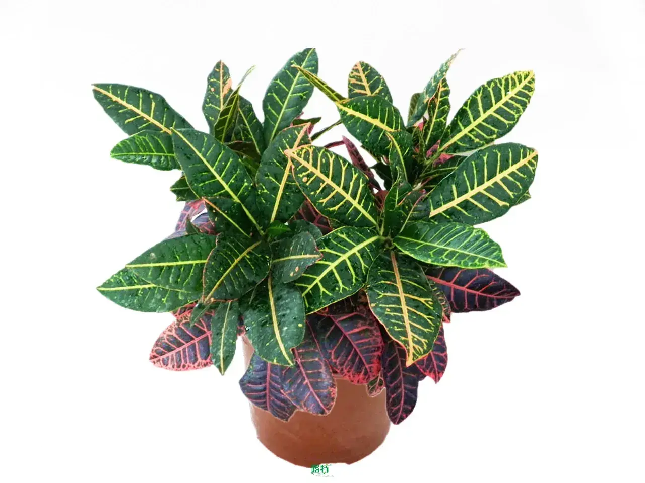 Live Bonsai Tray Indoor Plant - Woody Perennial Beauty 1