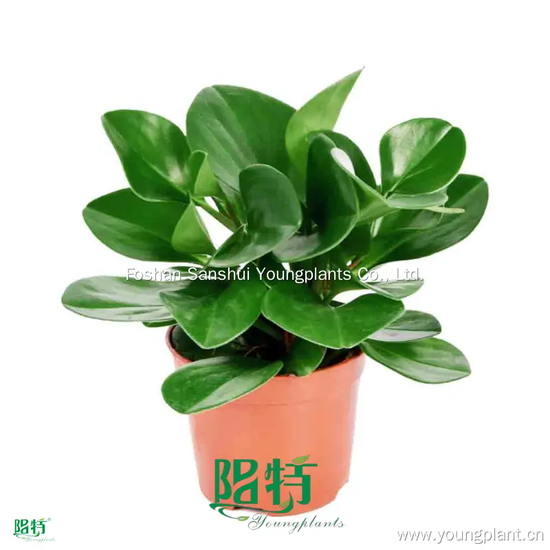 High-Quality Peperomia Obtusifolia Plant Nursery Wholesale - Industry Trend Setter 1
