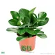High-Quality Peperomia Obtusifolia Plant Nursery Wholesale - Industry Trend Setter 1