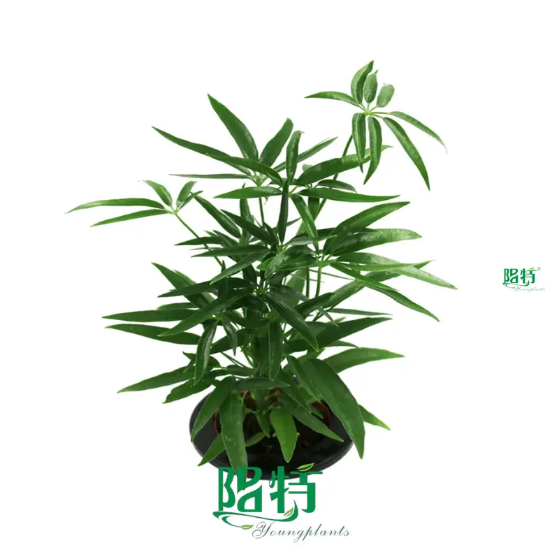 Schefflera Alpine Wholesale Plantlets - New Innovation in Gardening 1