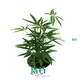 Schefflera Alpine Wholesale Plantlets - New Innovation in Gardening 1
