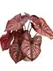 Caladium Black Knight Live Plants Wholesale - Top Quality Only 1