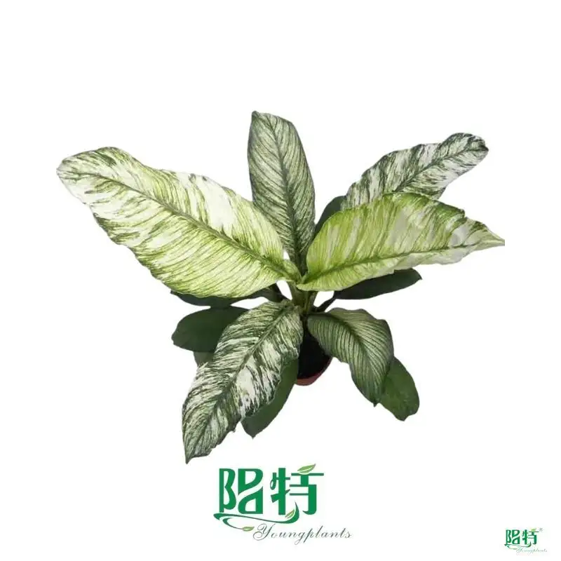 Spathiphyllum Sensation: Indoor Peace Lily Plant 1