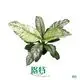 Spathiphyllum Sensation: Indoor Peace Lily Plant 1