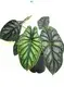 Dragon Scale Alocasia Rhizomes: High-tech Indoor Bonsai 1