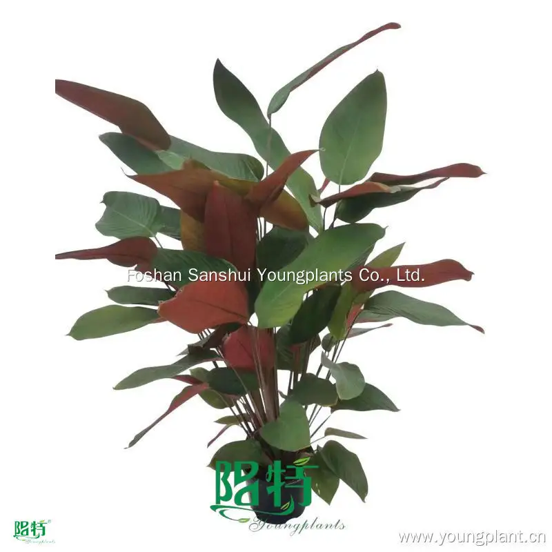 Vibrant Marantochloa mannii: Evergreen and Colorful Perennial 1