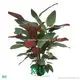 Vibrant Marantochloa mannii: Evergreen and Colorful Perennial 1
