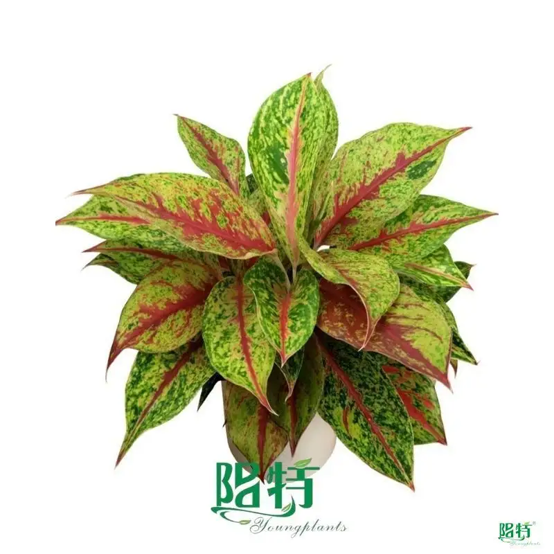 Colorful Aglaonema Varieties by Foshan Yangplants 1
