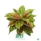 Colorful Aglaonema Varieties by Foshan Yangplants 1