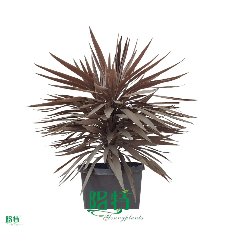Purple Giant Cordyline: Exotic, Hardy, and Stunning 1