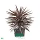 Purple Giant Cordyline: Exotic, Hardy, and Stunning 1
