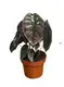Alocasia Cuprea Rare Plants - High Quality Worldwide Buyers 1