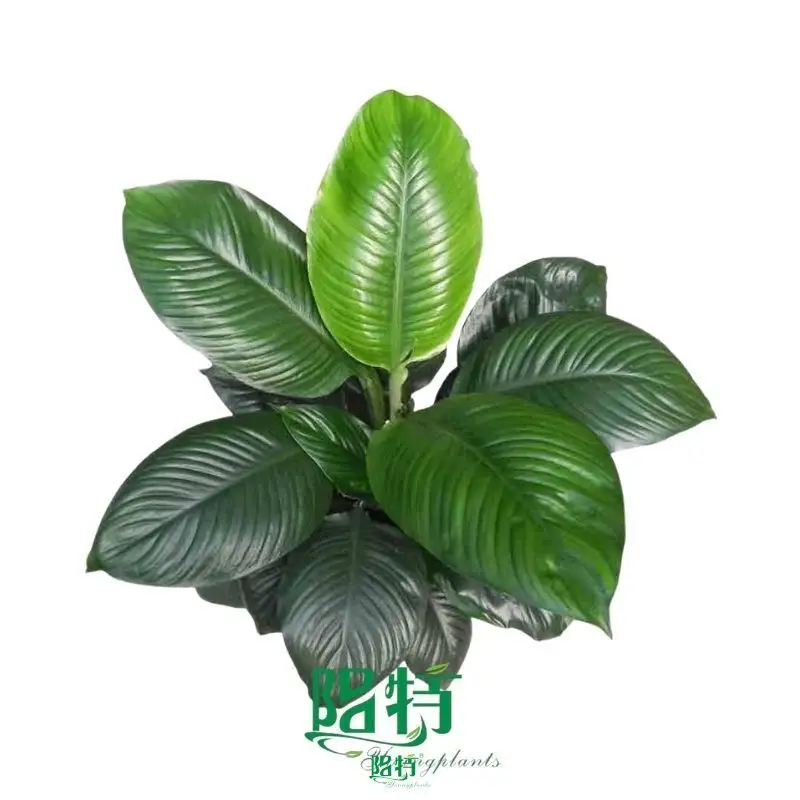 Spathiphyllum Sensation Little Tissue Culture for Flower & Gardening Plants 1