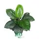 Spathiphyllum Sensation Little Tissue Culture for Flower & Gardening Plants 1