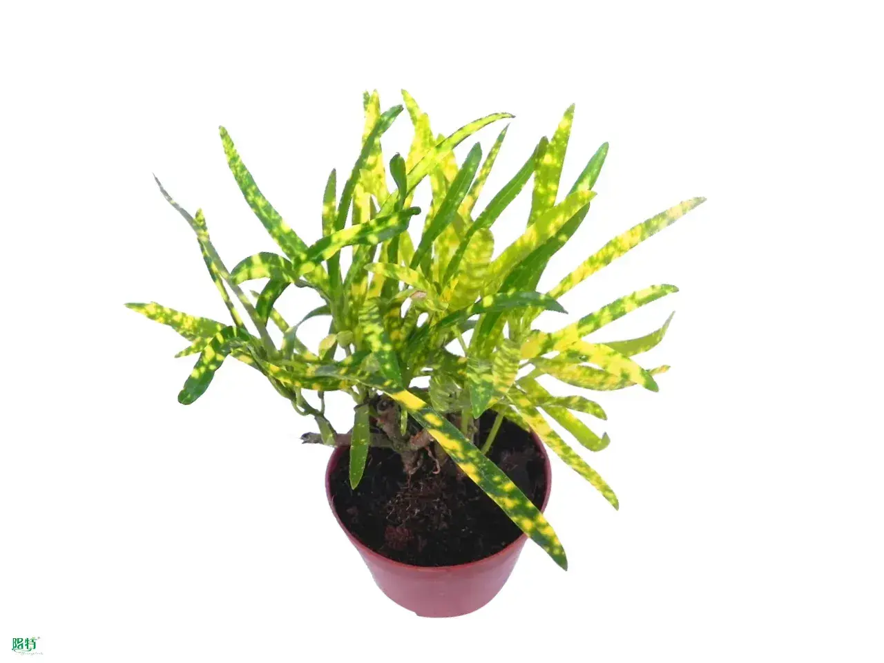 Codiaeum Variegatum Golden Star Bonsai: High Quality & Performance 1