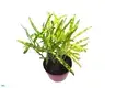 Codiaeum Variegatum Golden Star Bonsai: High Quality & Performance 1