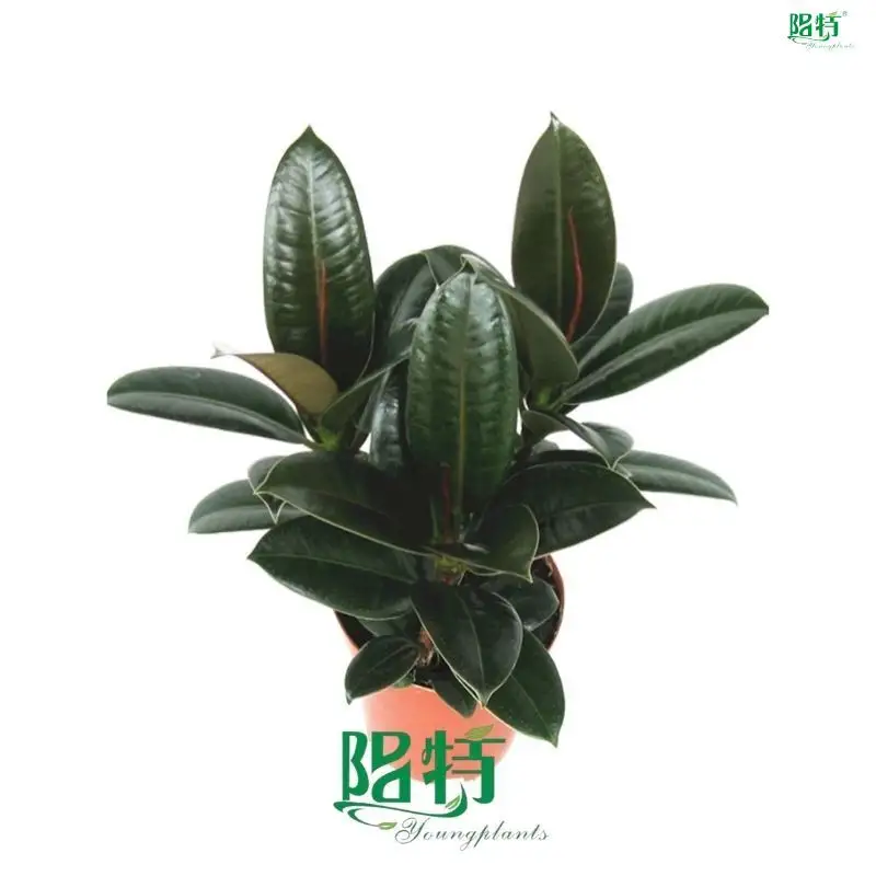 Ficus Elastica 'Melany' - High Quality Bonsai Plant 1