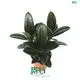 Ficus Elastica 'Melany' - High Quality Bonsai Plant 1