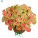 Fittonia Mix Tissue Culture & Plugs: Worldwide Export 1