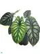 Dragon Scale Tissue Culture Tray for Bonsai & Indoor Plants 1
