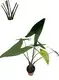 Alocasia Tigrina/Zebrina Young Plants - High-end Technology, Wide Application1 1