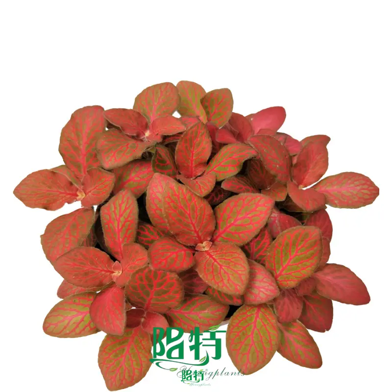 Fittonia Red Flame - Global Export for Flower & Gardening - Industry Leader 1