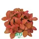 Fittonia Red Flame - Global Export for Flower & Gardening - Industry Leader 1