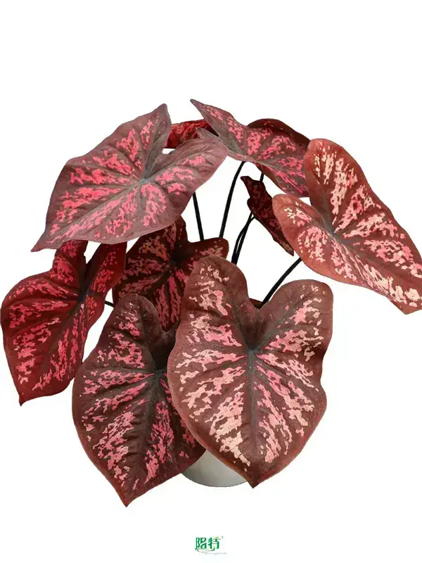 Caladium Black Knight Wholesale Live Plants - High Quality Tissue Culture 1