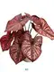 Caladium Black Knight Wholesale Live Plants - High Quality Tissue Culture 1