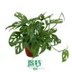 Monstera Deliciosa Tissue Culture Real Plants 1