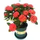 Certified Ixora Chinensis Bonsai Pot - Wholesale Woody Flower 1