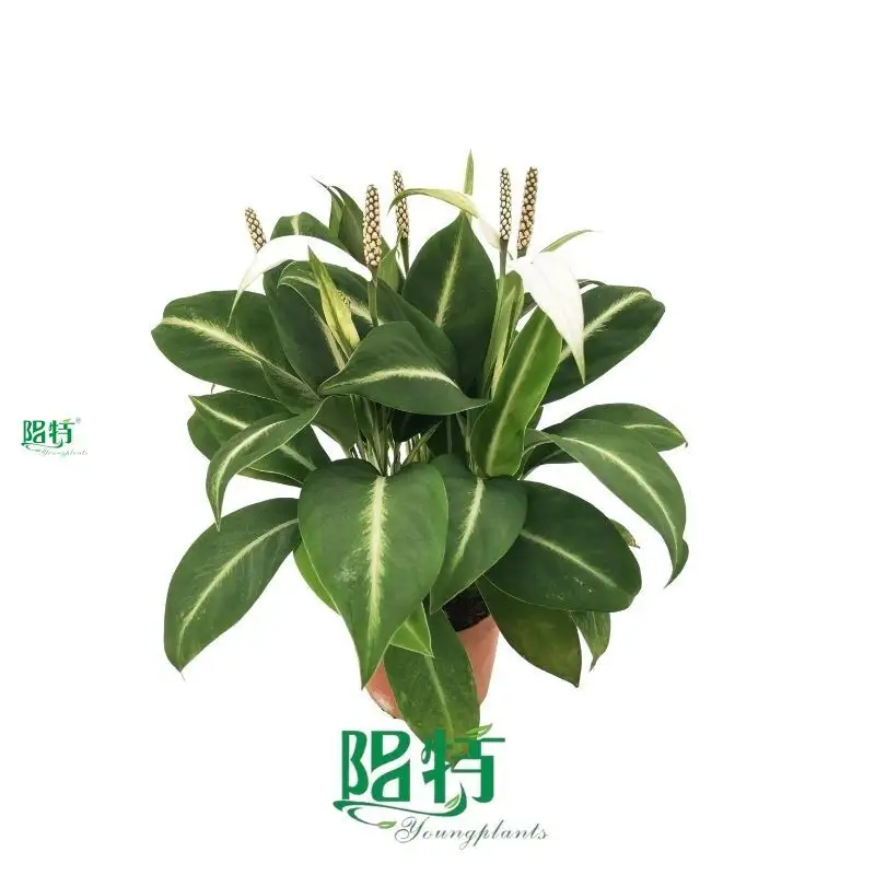 Spathiphyllum Tissue Culture Wholesale - Superior Quality Plants 1