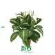 Spathiphyllum Tissue Culture Wholesale - Superior Quality Plants 1